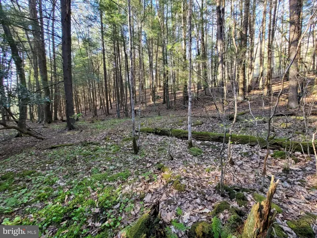 a view of outdoor space with lots of trees
