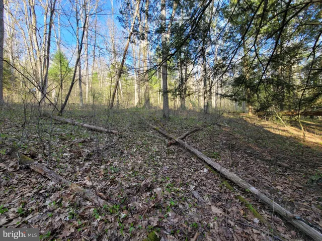 a view of a yard with plants and trees