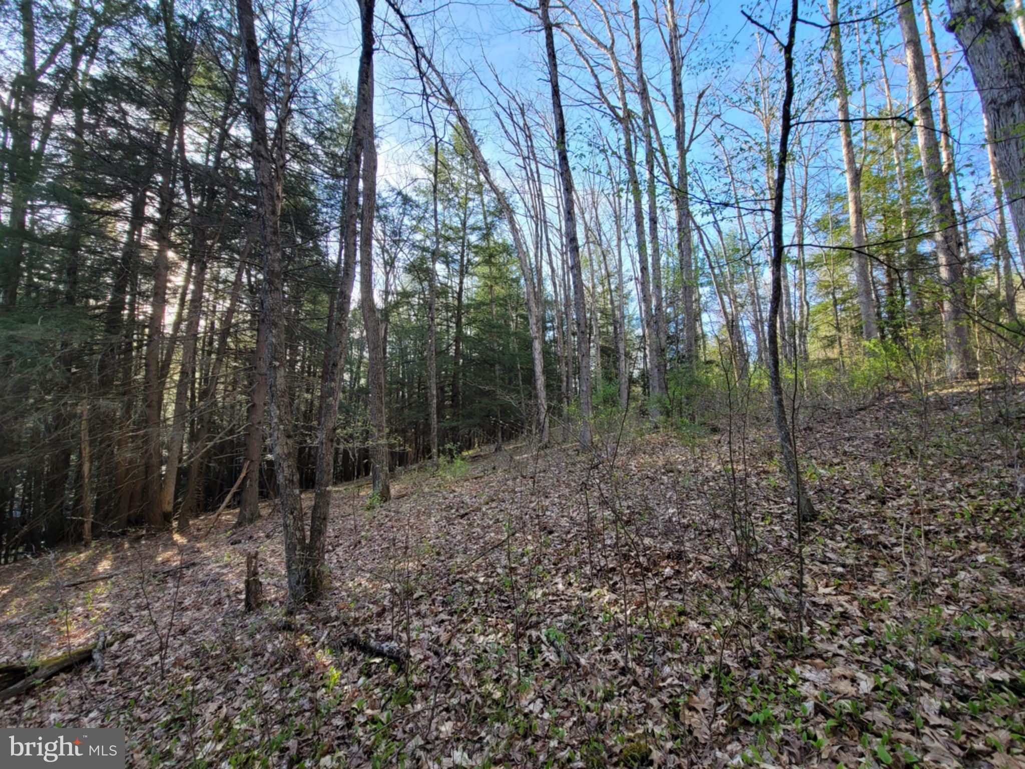 0 Back Hill Road Pottersdale, PA 16871 - Photo 5 of 12 a view of a forest with trees in the background