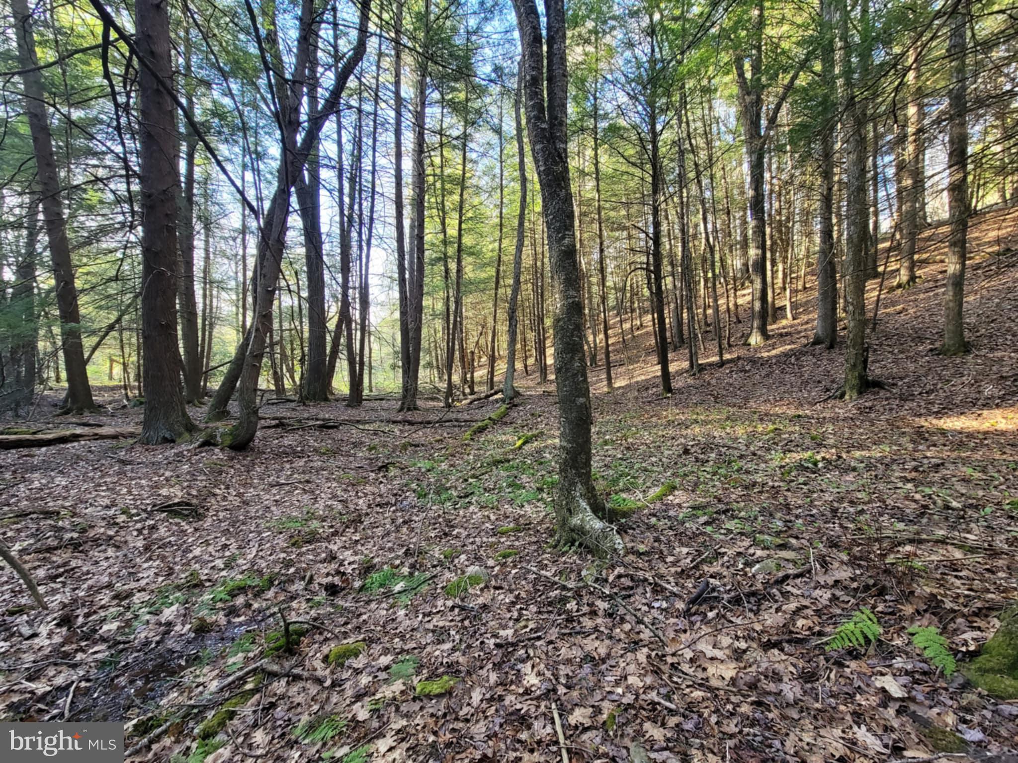 0 Back Hill Road Pottersdale, PA 16871 - Photo 8 of 12 a view of outdoor space with trees