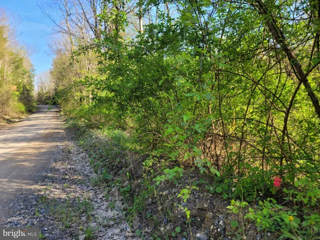 a view of a yard with plants and trees