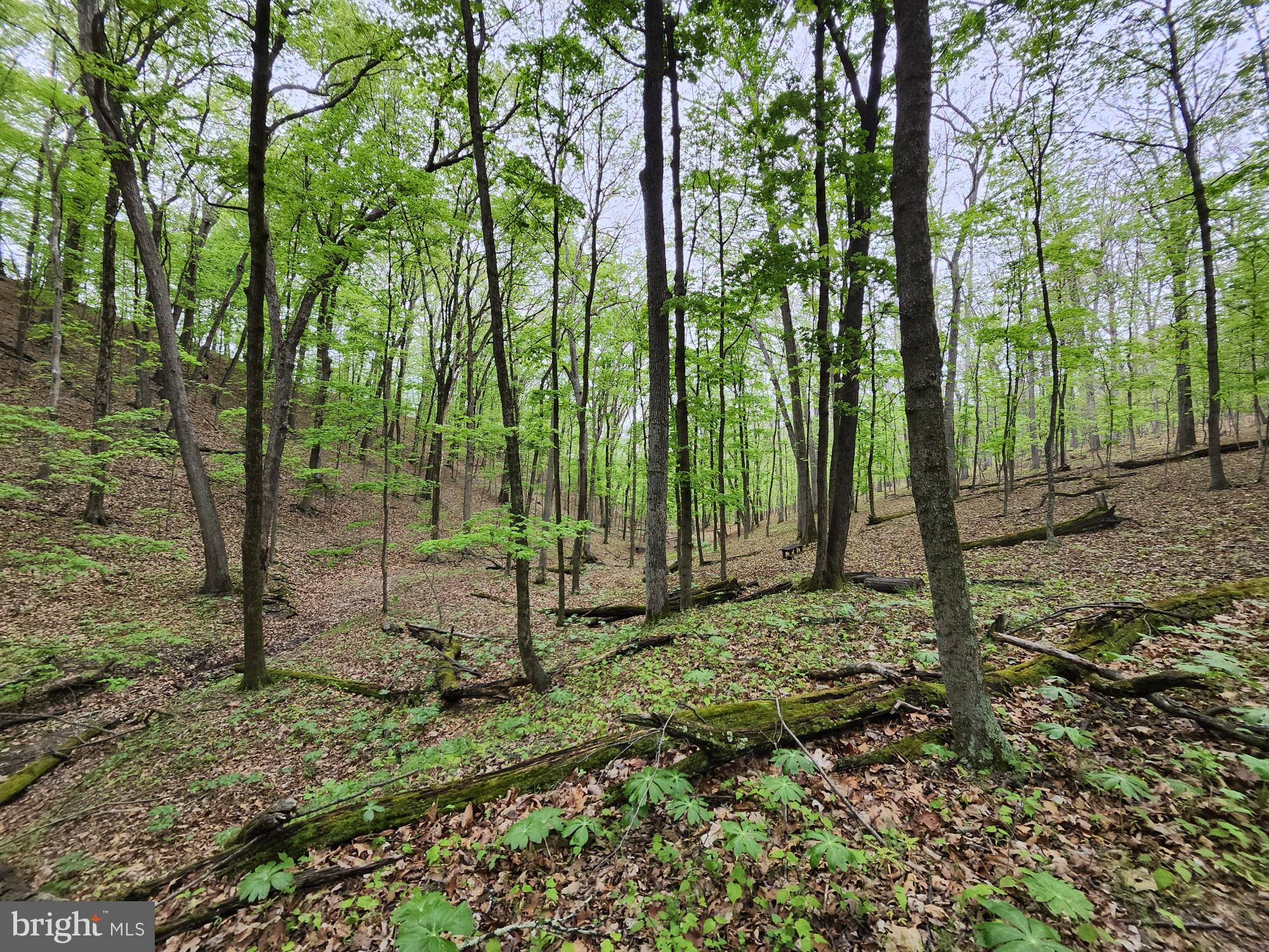 11900 Messick Road Southeast Cumberland, MD 21502 - Photo 56 of 59 The beautiful surrounding woods!