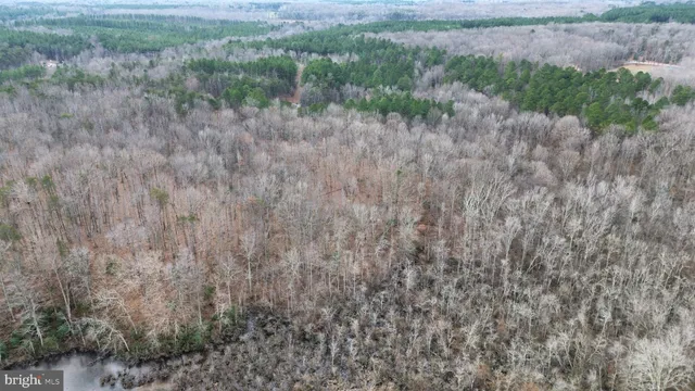 a view of a forest with trees in the background