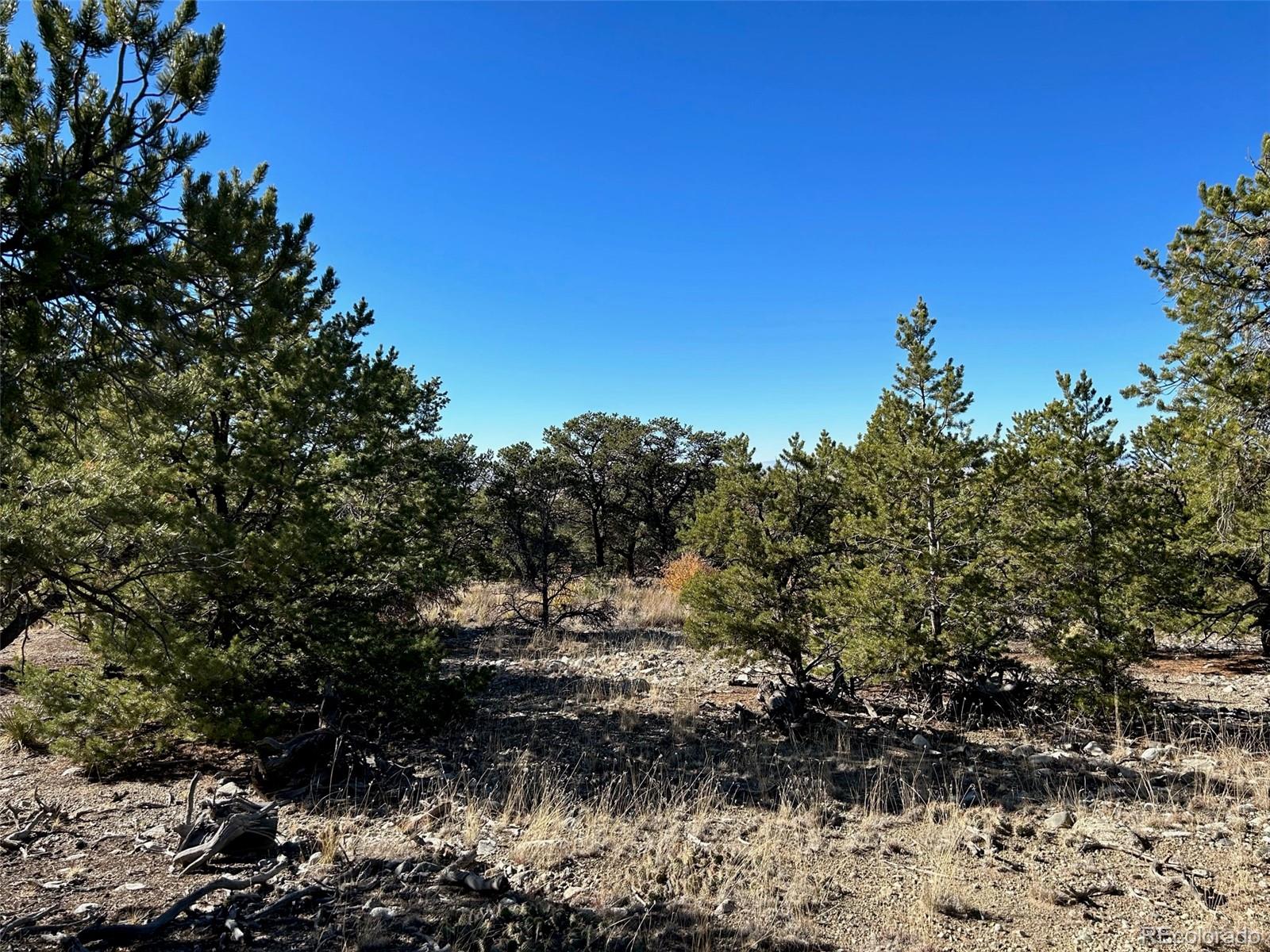 62 Mill Run Road Mosca, CO 81146 - Photo 5 of 8 a view of a bunch of trees and bushes