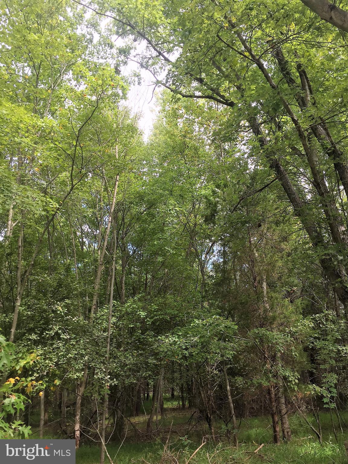 11321 Albermyrtle Road Potomac, MD 20854 - Photo 1 of 2 Nicely wooded, level, retangular lot
