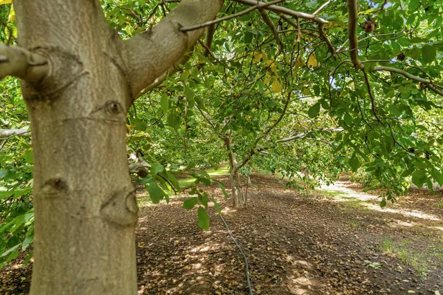 $2,800,000 | 7306 Van Allen Road, Stockton, CA 95215