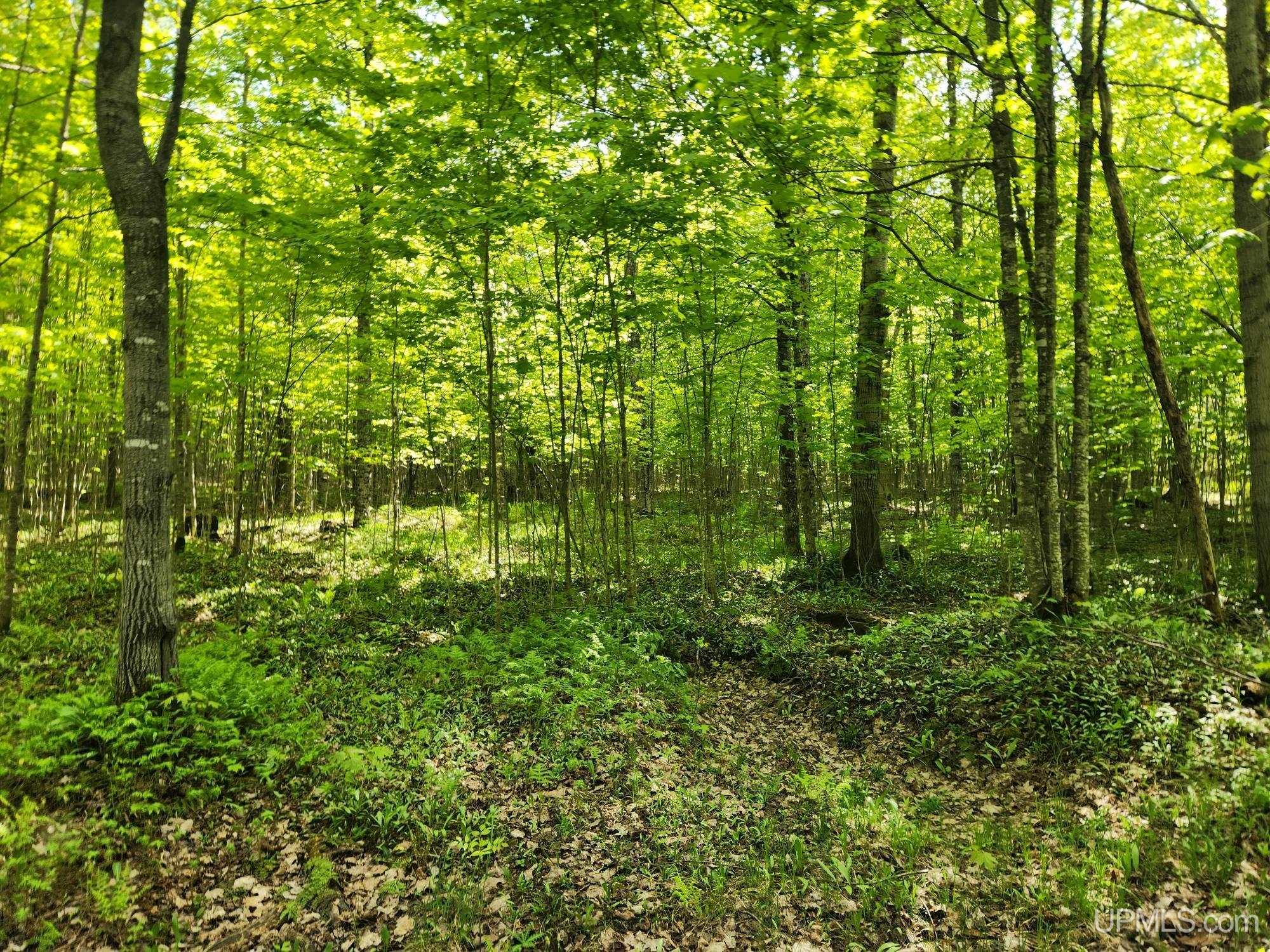 Lot 20 University Road Iron River, MI 49935 - Photo 17 of 23 Gallery Image 17