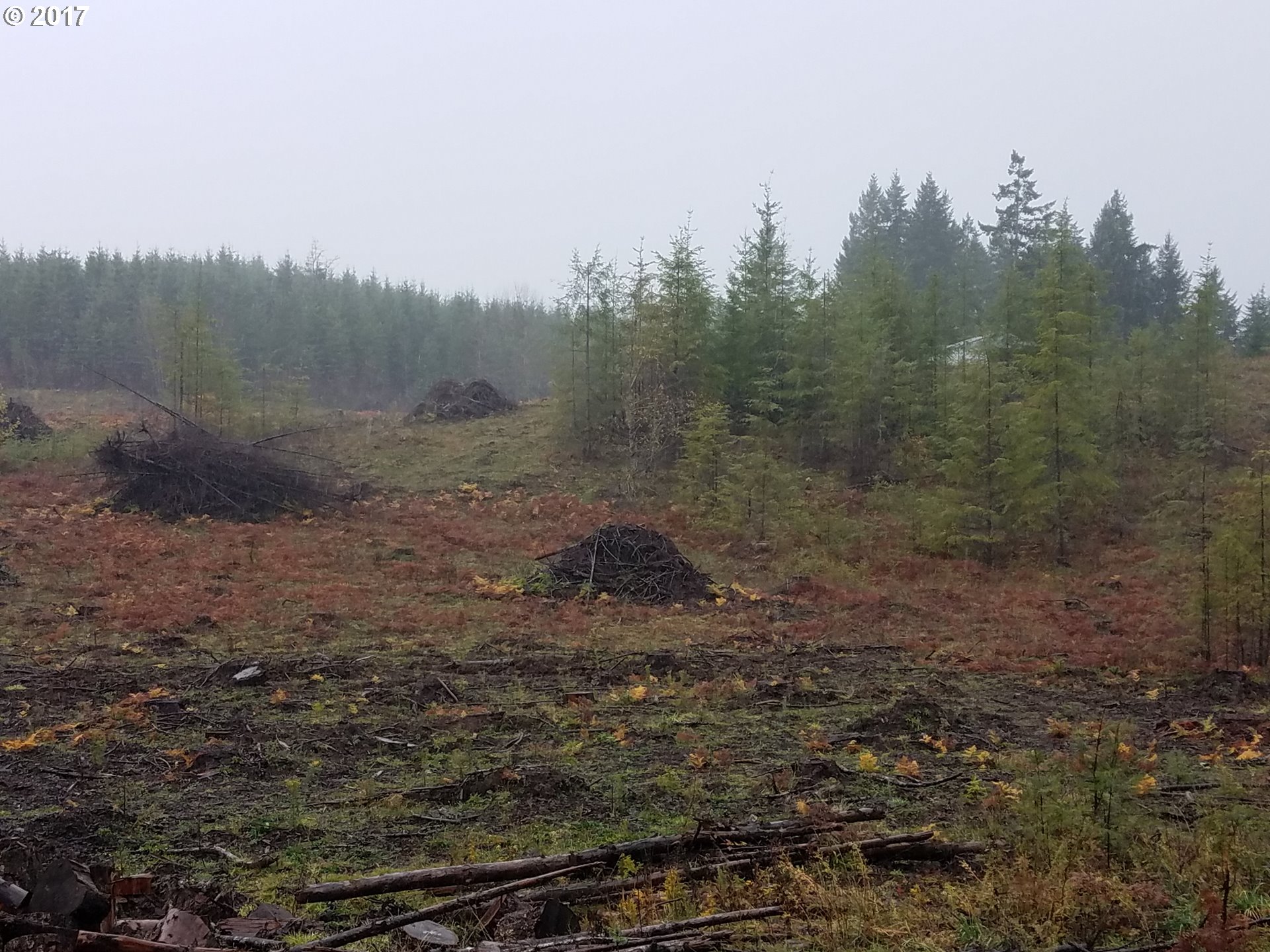 Northwest Strassel Road Forest Grove, OR 97116 - Photo 1 of 3 Gallery Image 1