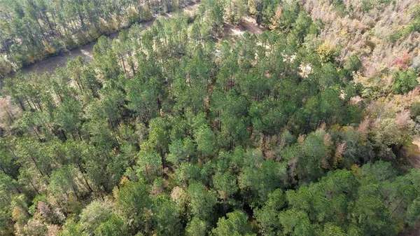 a view of a forest with lush green forest