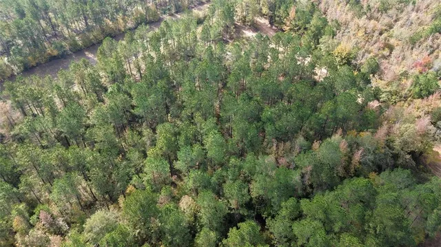 a view of a forest with lush green forest