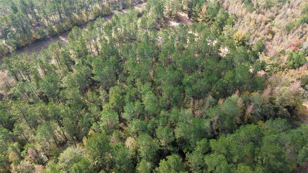 0 Harper Bottom Road Ruston, LA 71270 - Photo 11 of 18 a view of a forest with lush green forest