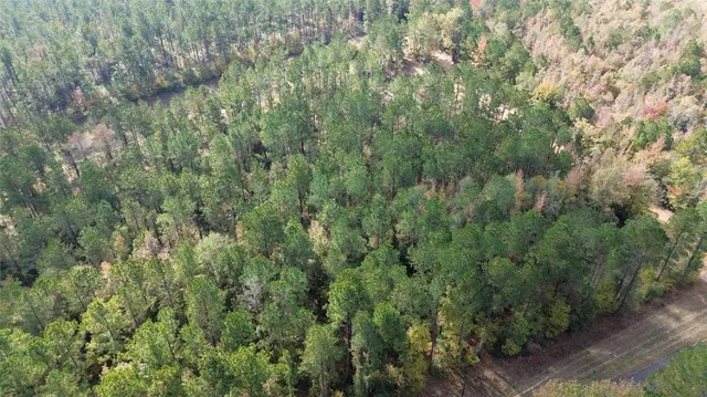 a view of a forest with a street