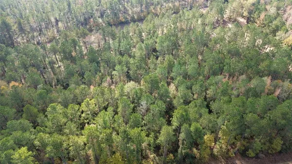 a view of a forest with a street