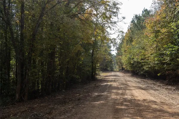 a view of a forest with trees in the background
