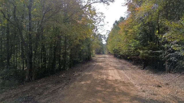 a view of a forest with trees in the background