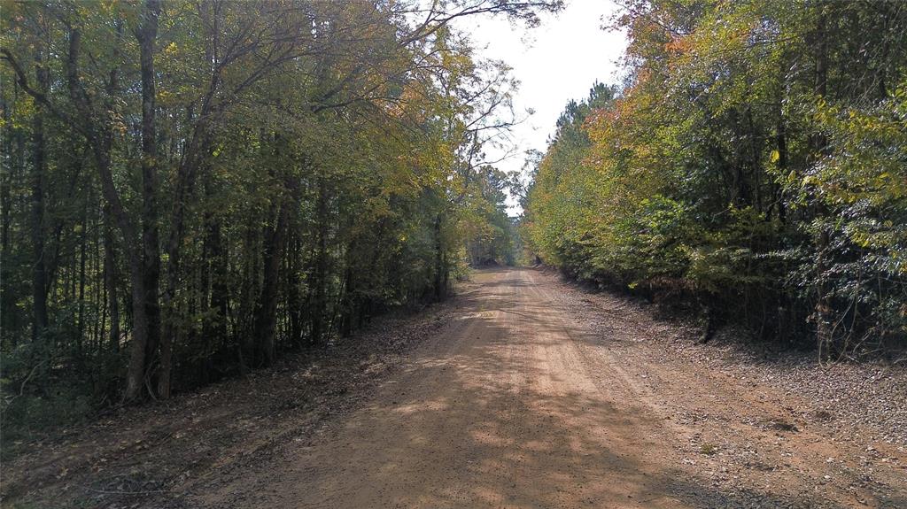 0 Harper Bottom Road Ruston, LA 71270 - Photo 15 of 18 a view of a forest with trees in the background