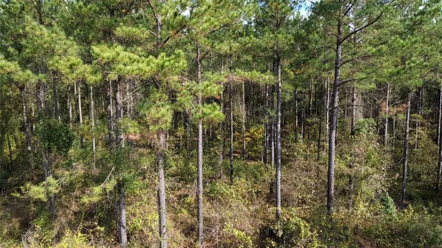 a view of a forest