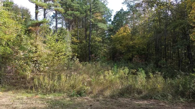 a view of a forest with a tree