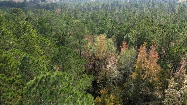 a view of a forest with a tree