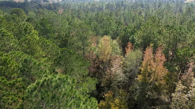 a view of a forest with a tree