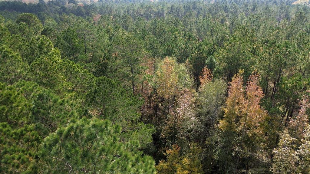 0 Harper Bottom Road Ruston, LA 71270 - Photo 6 of 18 a view of a forest with a tree