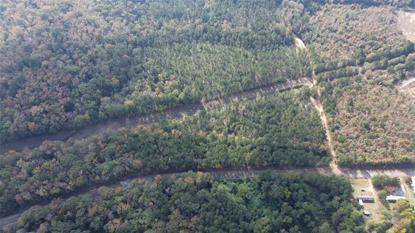 a view of a forest with lots of trees