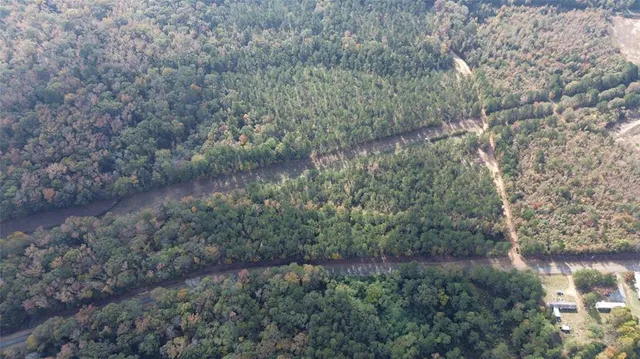 a view of a forest with lots of trees