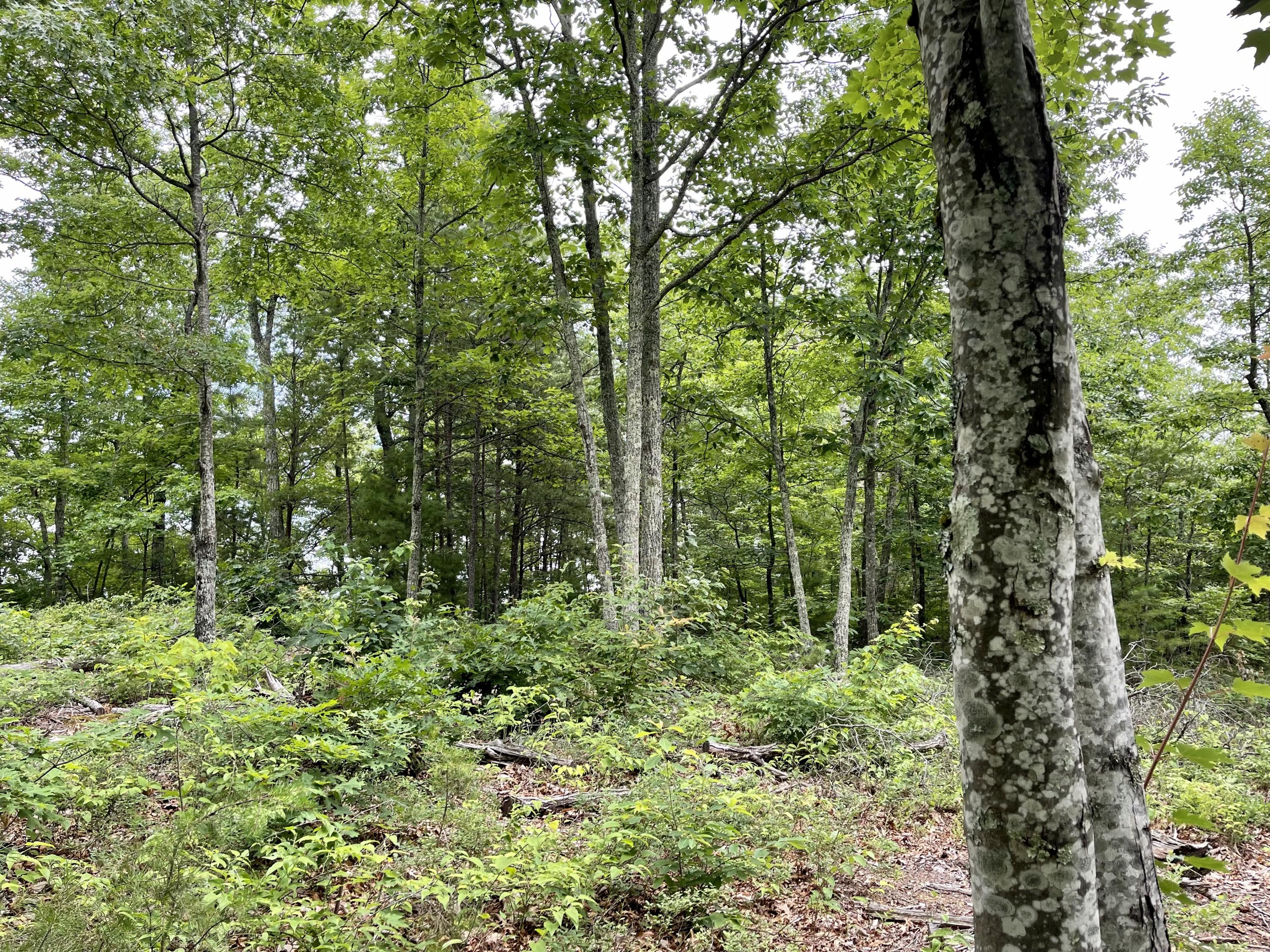 Lot 47 Harvest Moon Road Sevierville, TN 37862 - Photo 7 of 11 D0EACF41-3F40-45D3-8EE9-F89B2D343D5A