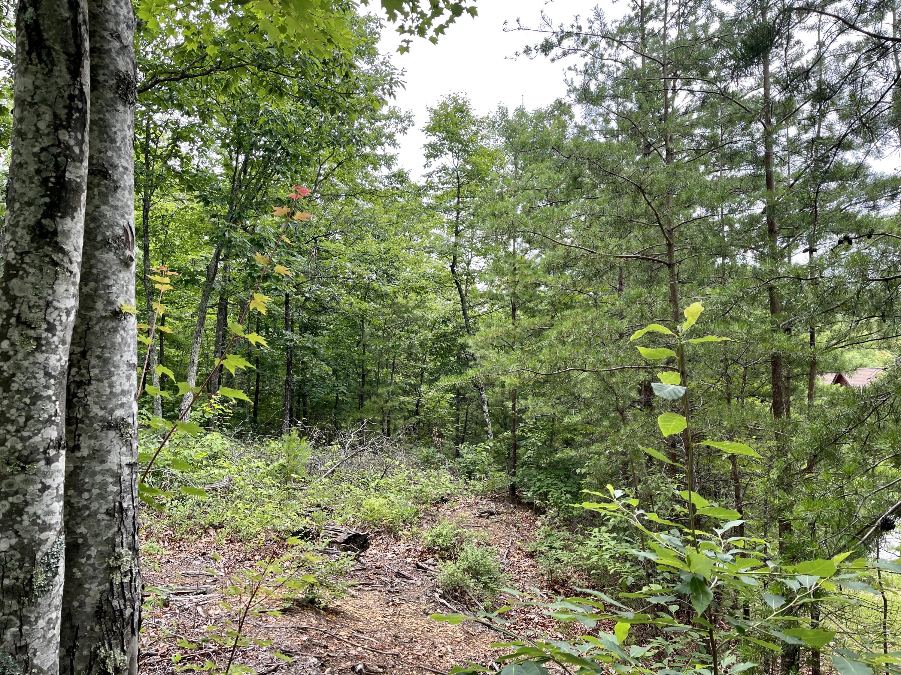 Lot 47 Harvest Moon Road Sevierville, TN 37862 - Photo 8 of 11 C95B7039-0E15-4894-B70D-94C46766C33A