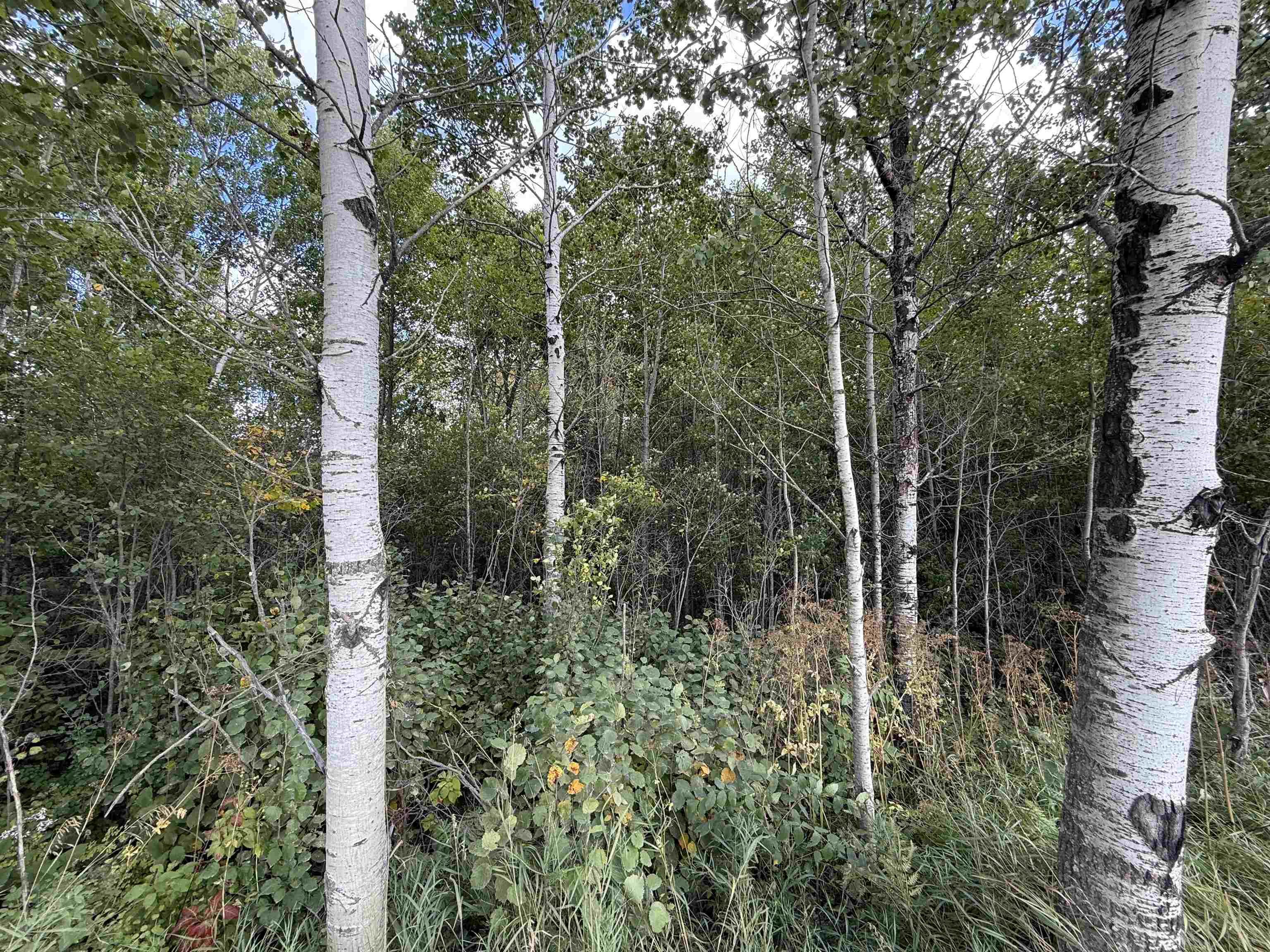 Tbd Tbd Itasca County Wirt, MN 56688 - Photo 11 of 20 Mixed woods