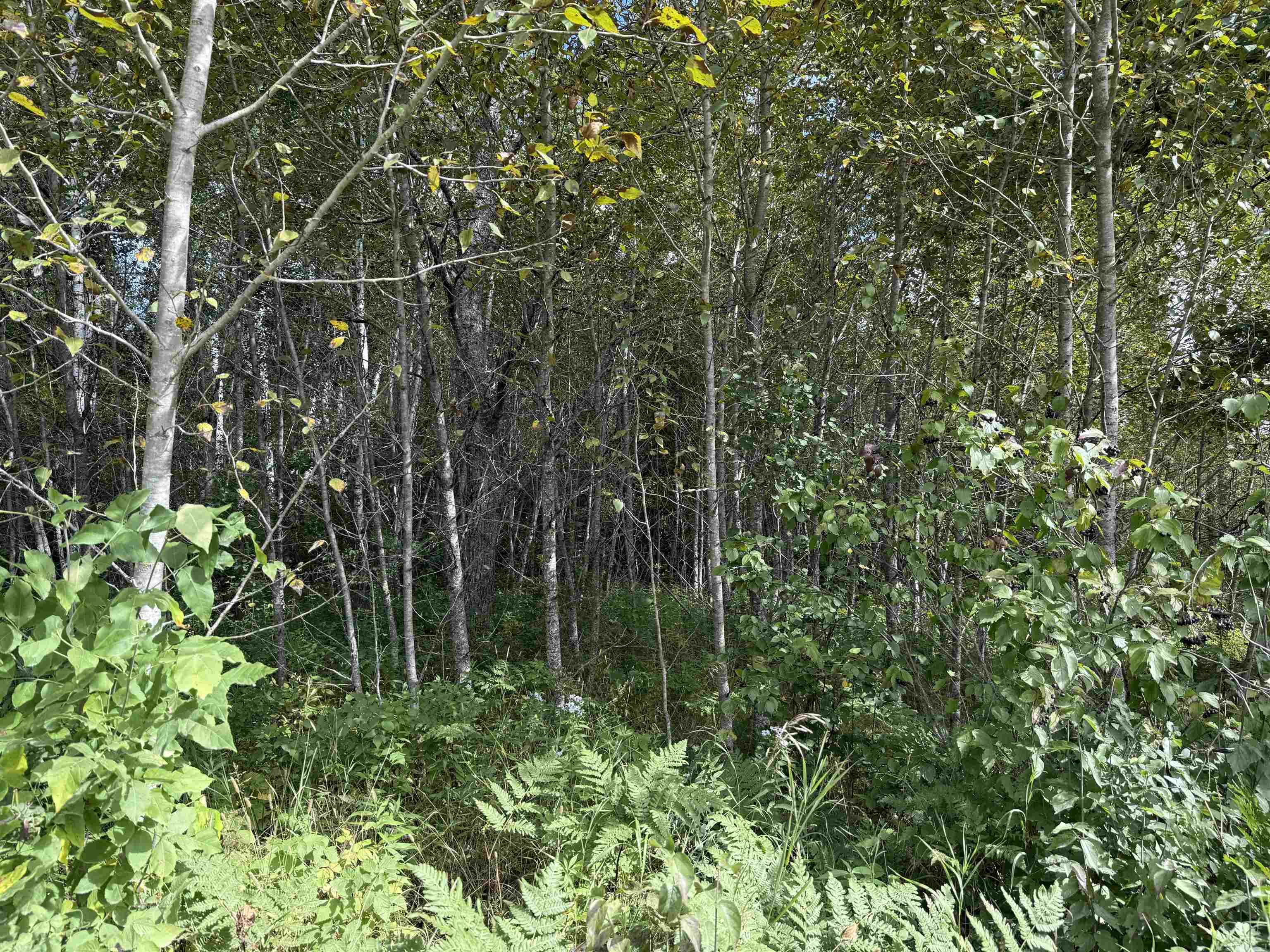 Tbd Tbd Itasca County Wirt, MN 56688 - Photo 15 of 20 View of nature