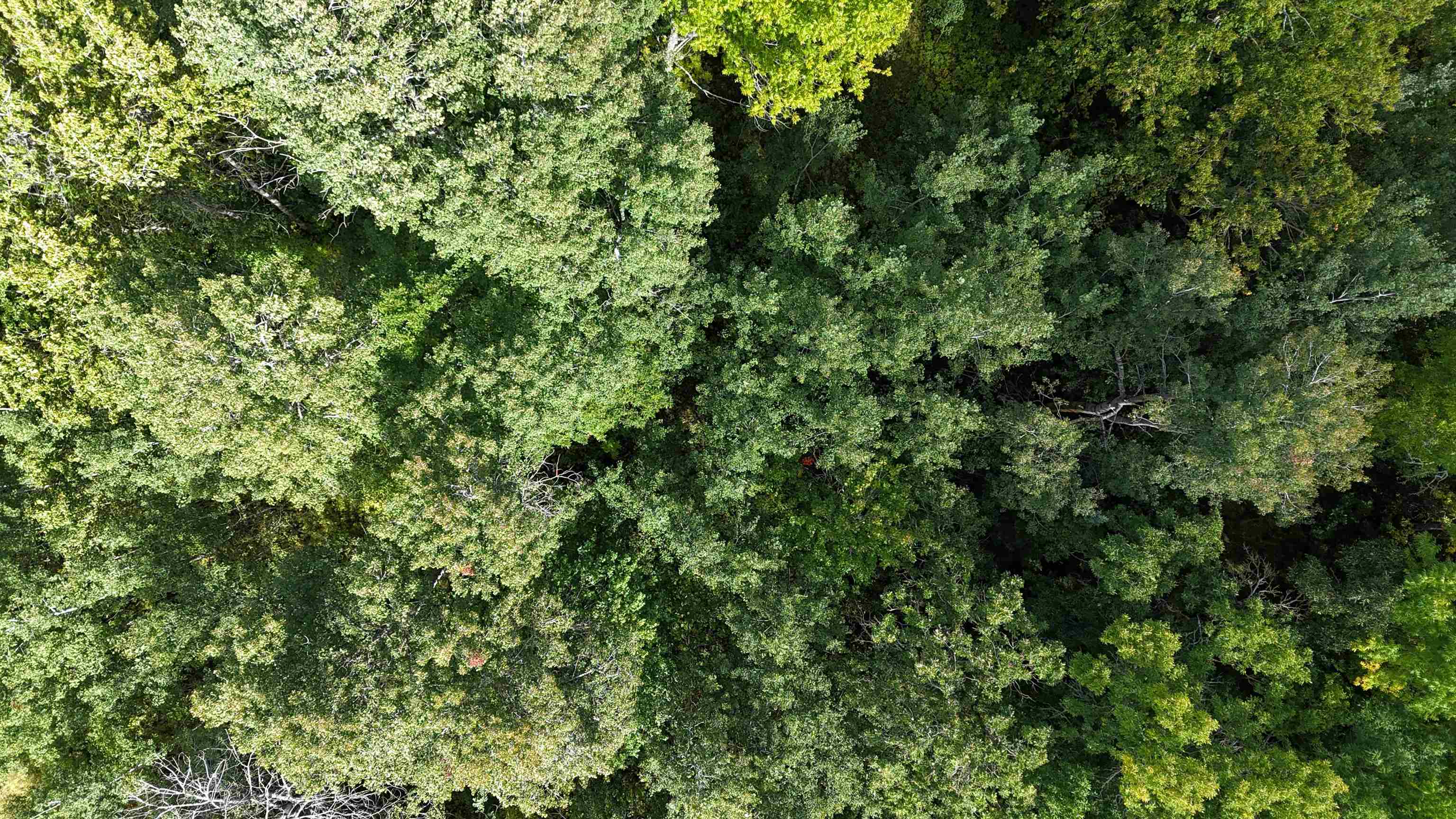 Tbd Tbd Itasca County Wirt, MN 56688 - Photo 2 of 20 Mature woods