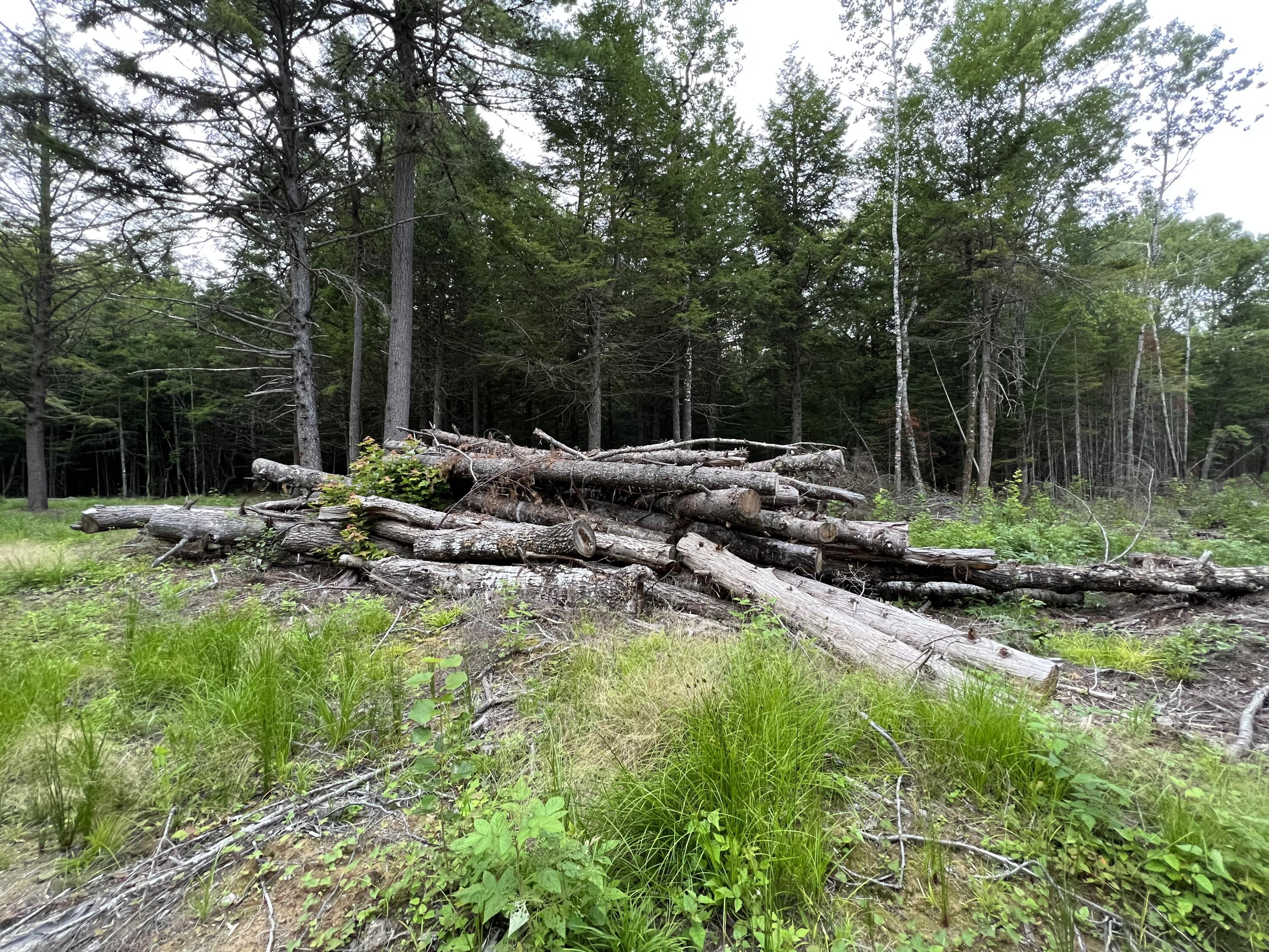 Tbd Caribou Road Passadumkeag, ME 04475 - Photo 10 of 14 IMG-0401
