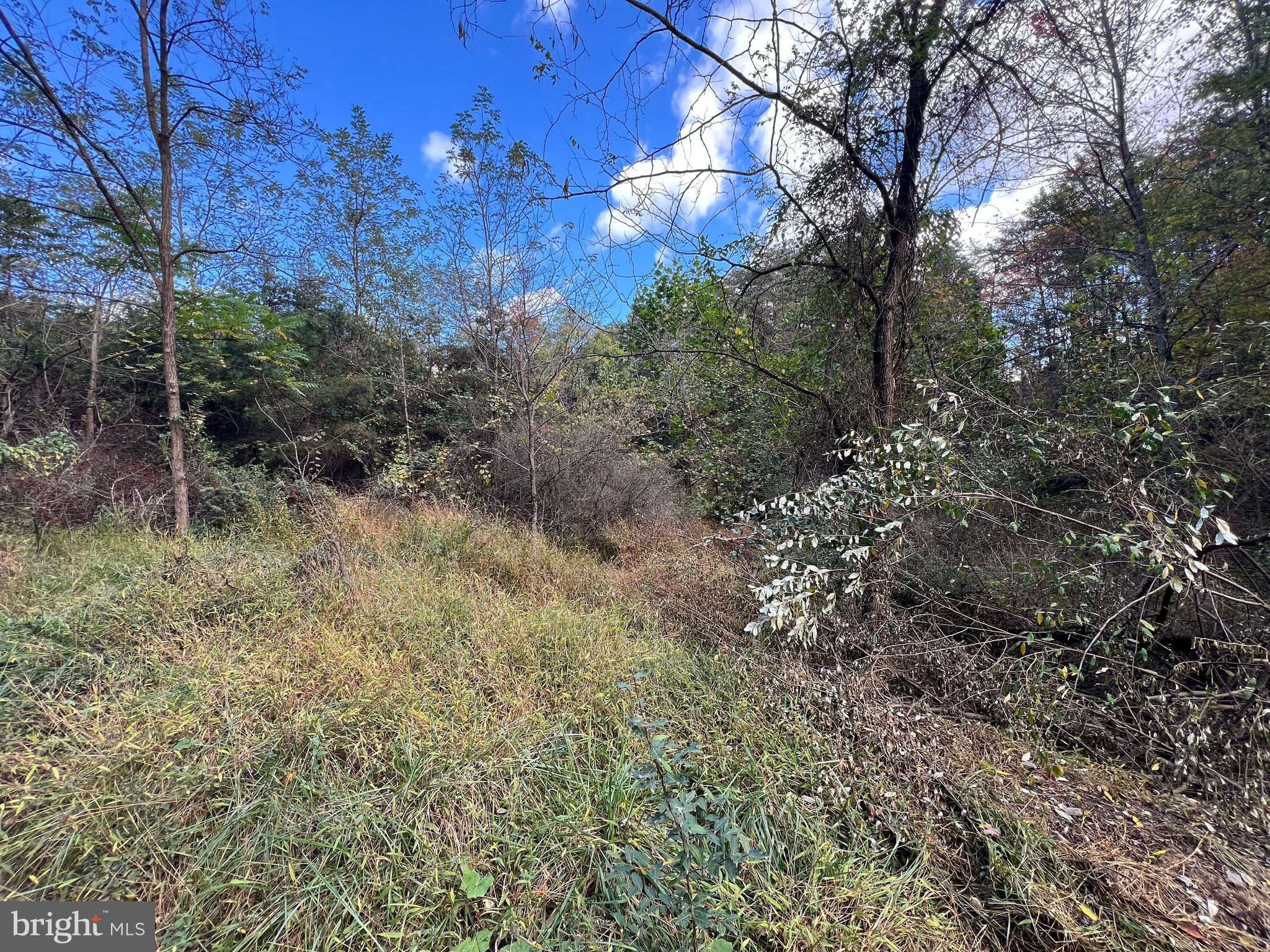 Lot 6 Deep Run Hollow Road Delray, WV 26714 - Photo 16 of 18 a view of a forest that has a tree
