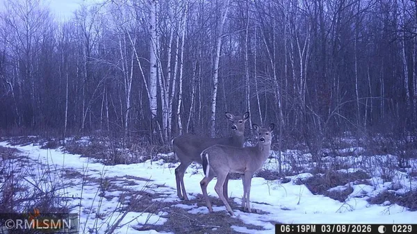 $205,000 | 2430 Falcon Street, Mora, MN 55051