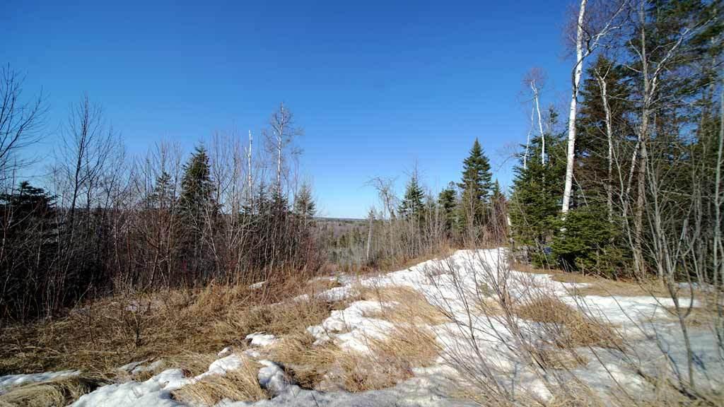 Lot 25 Oxbow Road Oxbow, ME 04764 - Photo 59 of 73 maine-oxbow-deer-1