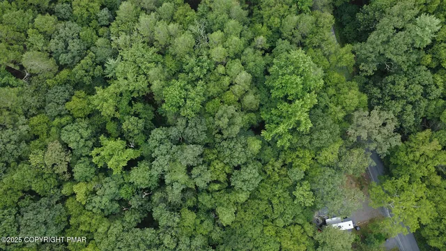 a view of a lush green forest