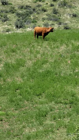 $1,700,000 | 2488 Lappin Lane, Council, ID 83612