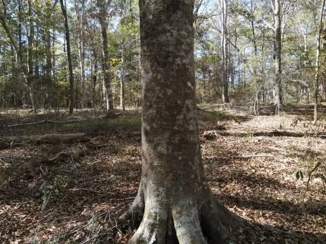 $99,000 | 2523 Berwick Castle, Liberty, MS 39645