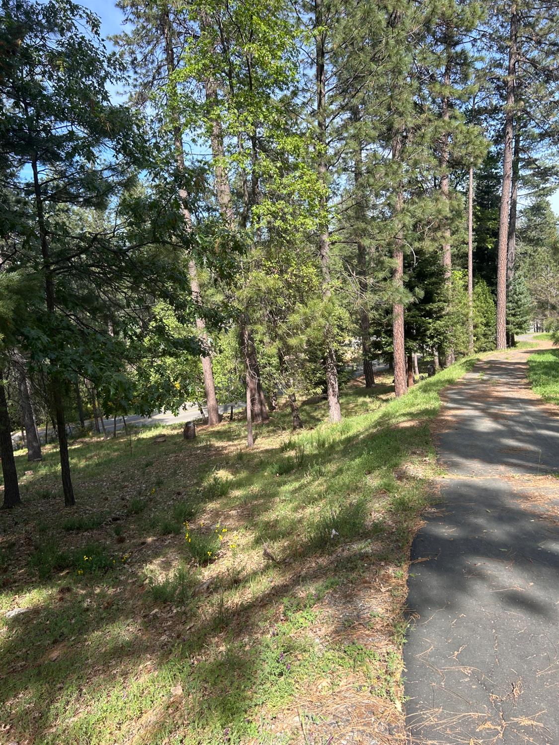 1575 Ridgemore Drive Meadow Vista, CA 95722 - Photo 11 of 30 a view of a trees with a yard