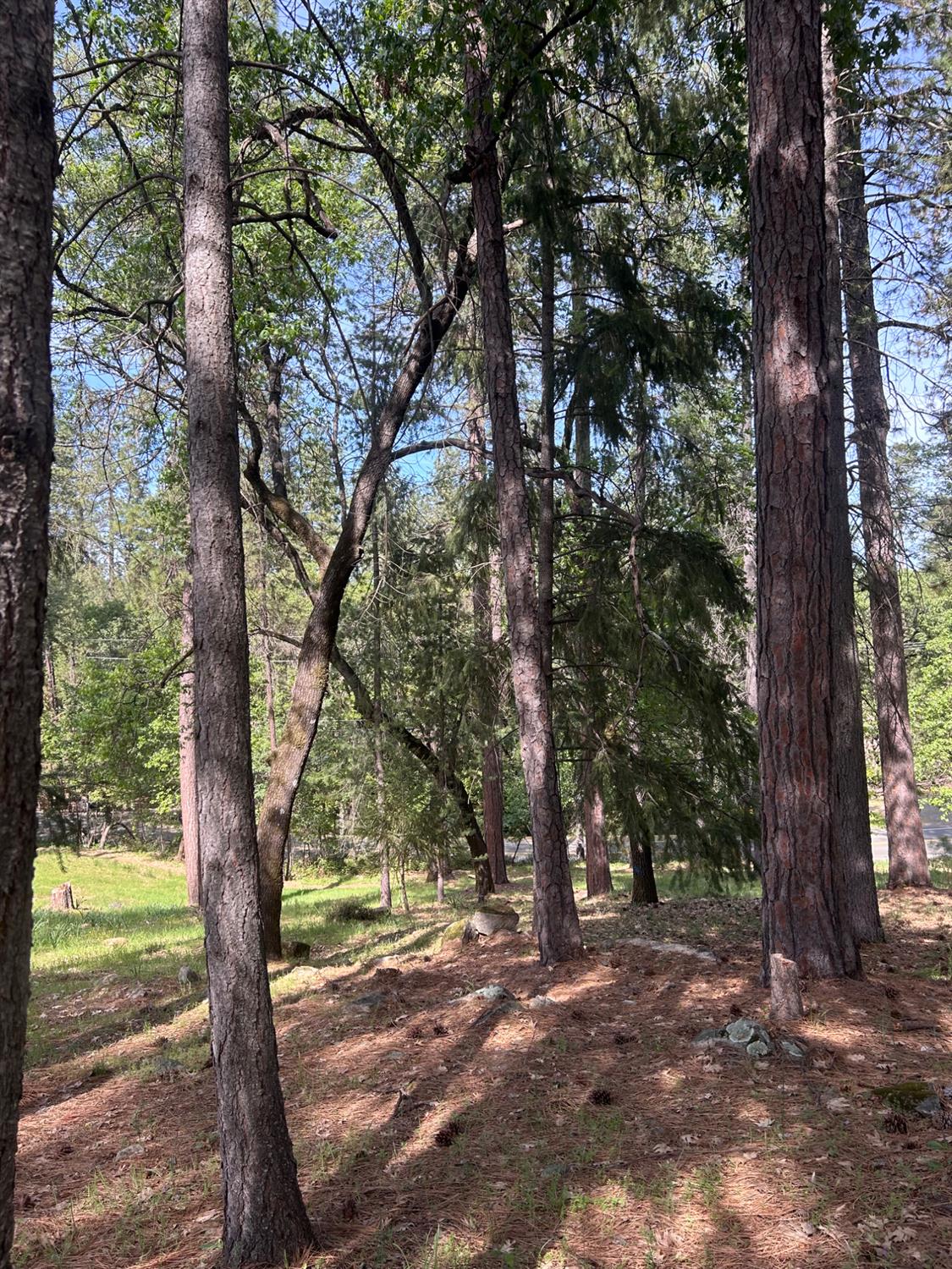 1575 Ridgemore Drive Meadow Vista, CA 95722 - Photo 13 of 30 a view of a trees with a tree in the background