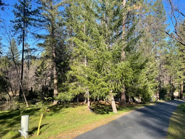 a view of a park with large trees