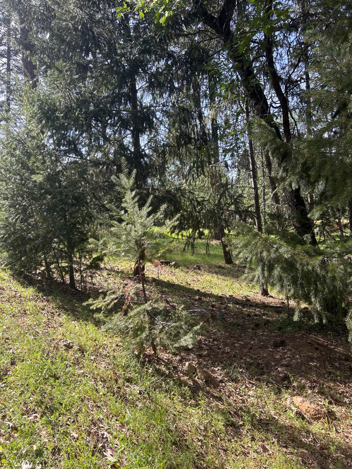 1575 Ridgemore Drive Meadow Vista, CA 95722 - Photo 8 of 30 a view of a yard with a tree