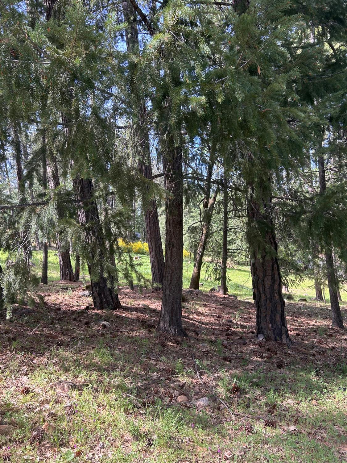 1575 Ridgemore Drive Meadow Vista, CA 95722 - Photo 9 of 30 a view of some trees in the forest