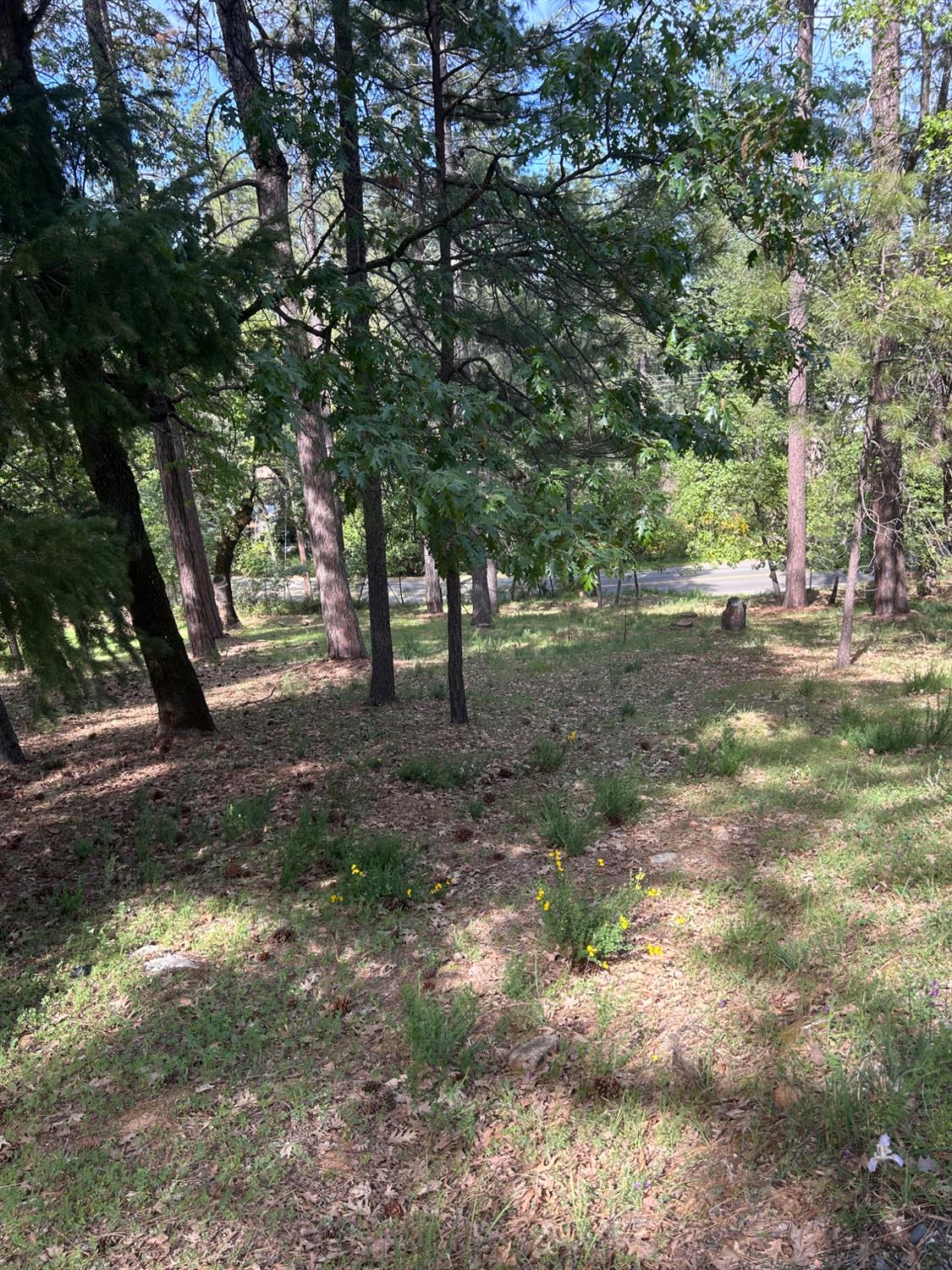 1575 Ridgemore Drive Meadow Vista, CA 95722 - Photo 10 of 30 a view of a tree in the middle of a yard