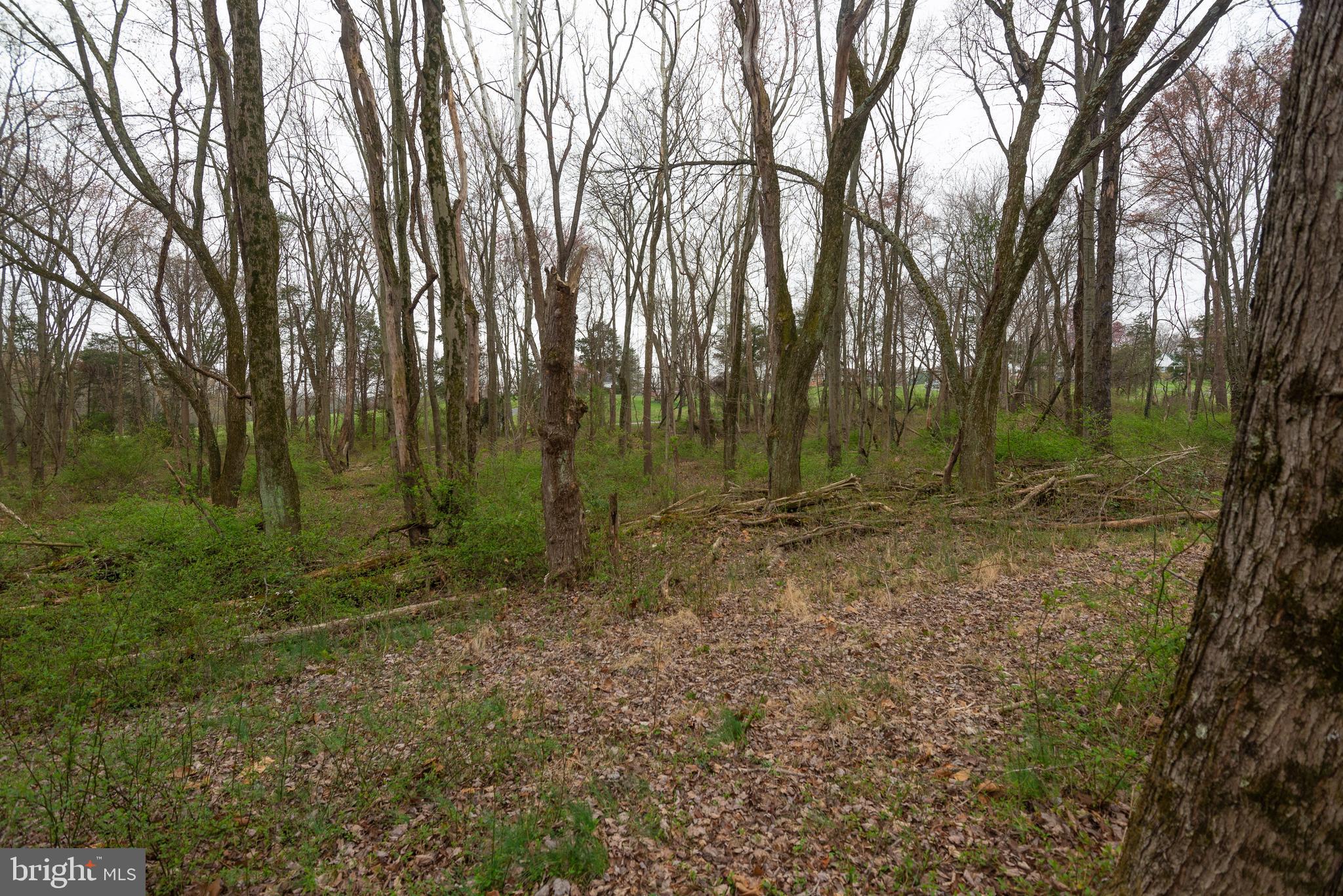 19601 Darnestown Road Beallsville, MD 20839 - Photo 73 of 119 a view of a forest with trees in the background