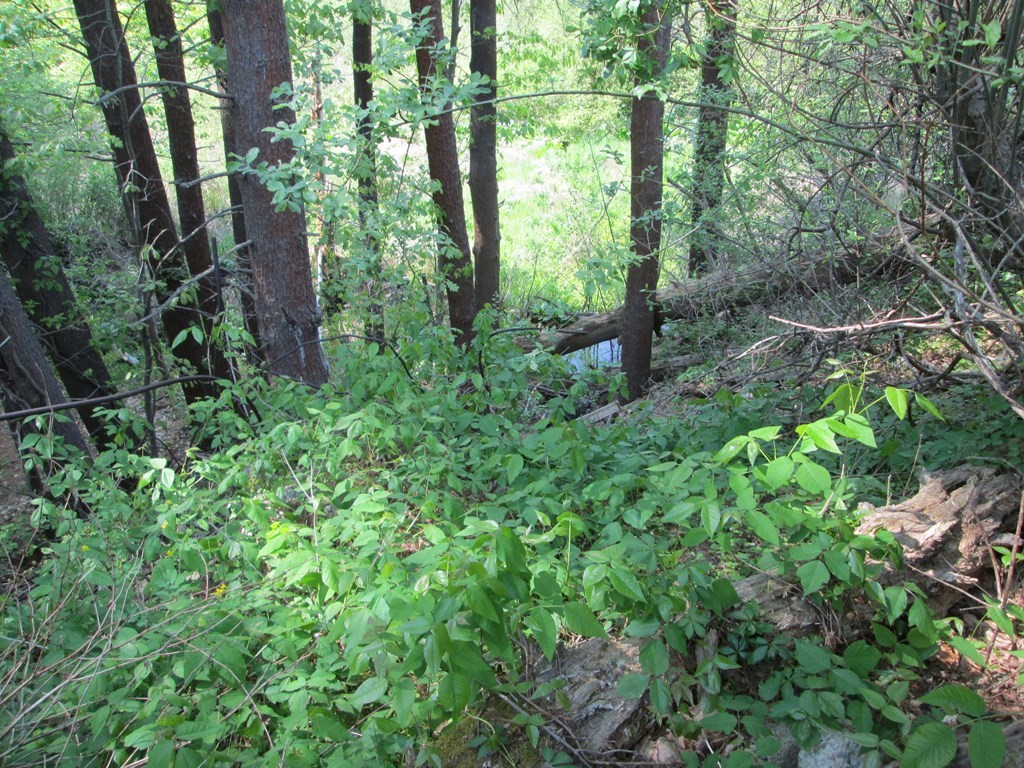 9 Dell Hollow Road Billerica, MA 01821 - Photo 36 of 41 Gallery Image 36