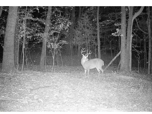 0 Bruce Road Whiteville, TN 38075 - Photo 11 of 18 a backyard of a house with table and chairs