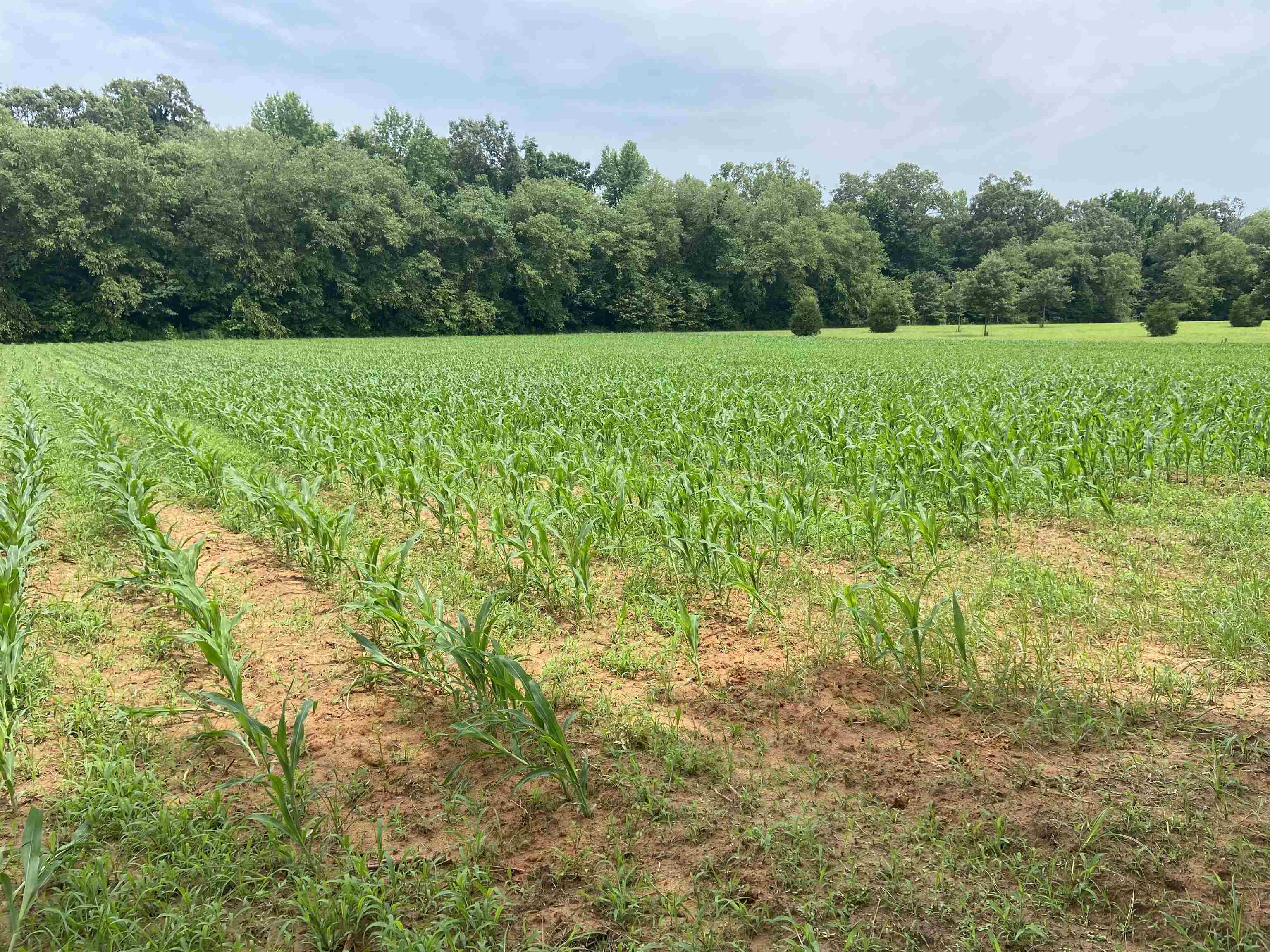 0 Bruce Road Whiteville, TN 38075 - Photo 2 of 18 a view of a lush green space