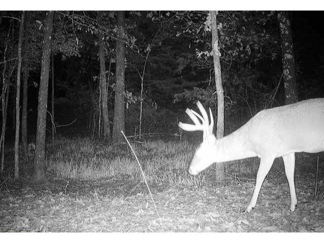 0 Bruce Road Whiteville, TN 38075 - Photo 3 of 18 a view of outdoor space